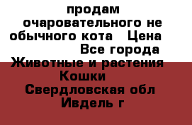 продам очаровательного не обычного кота › Цена ­ 7 000 000 - Все города Животные и растения » Кошки   . Свердловская обл.,Ивдель г.